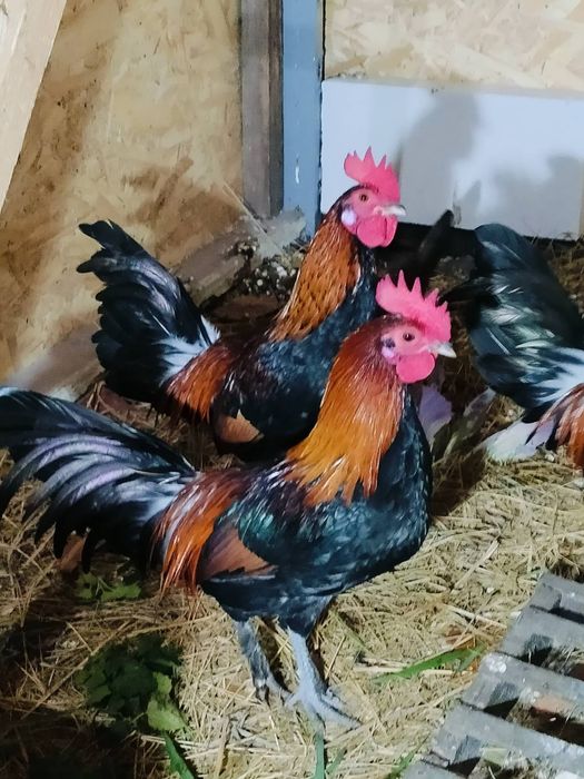 Карликові півники бентамки міні кури