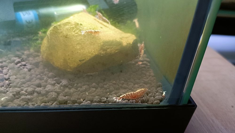 Caridina Galaxy fishbone