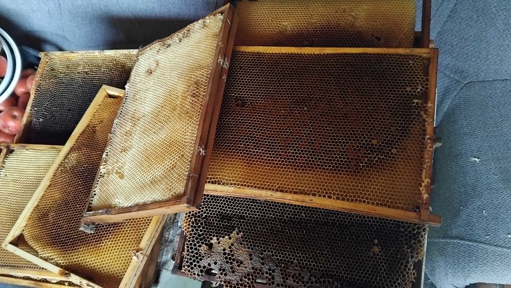 Susz pszczeli wielkopolski