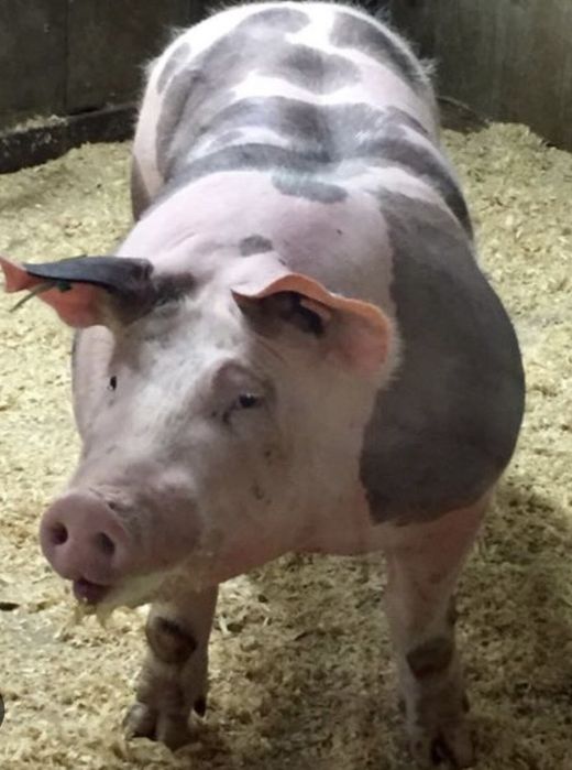 Сперма кнурів, сімя хряків, штучне запліднення. Дюрок, петрен, біла