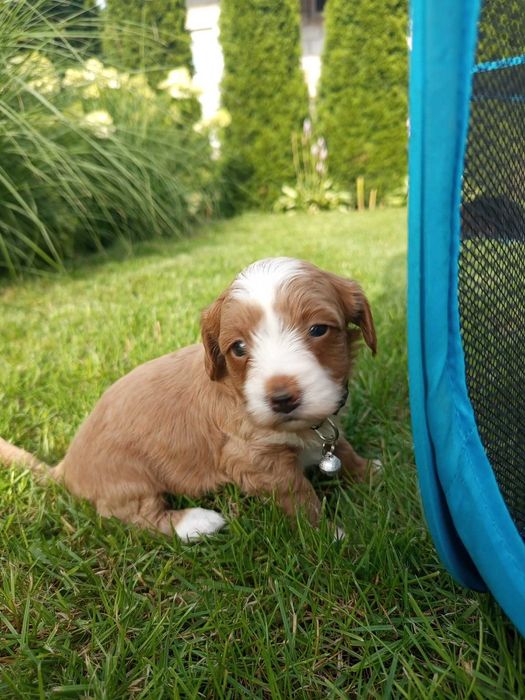 Maltipoo/Hawapoo f1 piękna dziewczynka