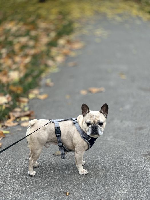 французький бульдог безкоштовно