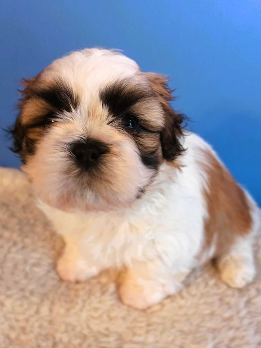 shih tzu piesek biało-złoty