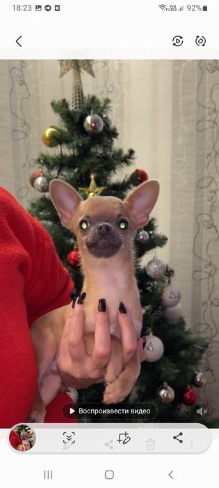 Продажа чихуахуа