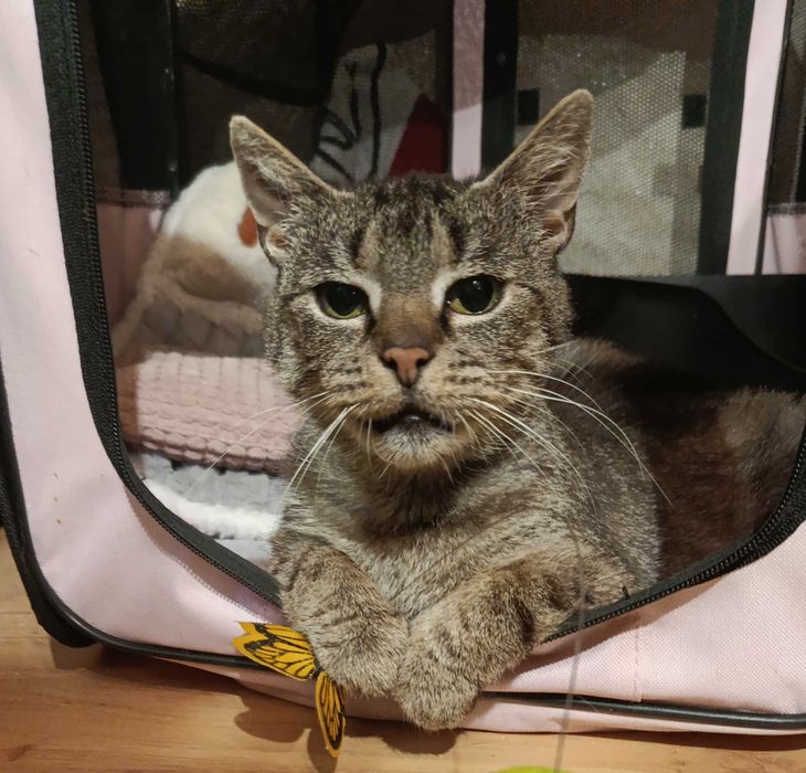 Coco-9 lat i Inka -3 m-ce do adopcji