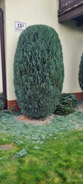 Cięcie i formowanie drzew owocowych. Pielęgnacja ogrodów  prace ogrodo