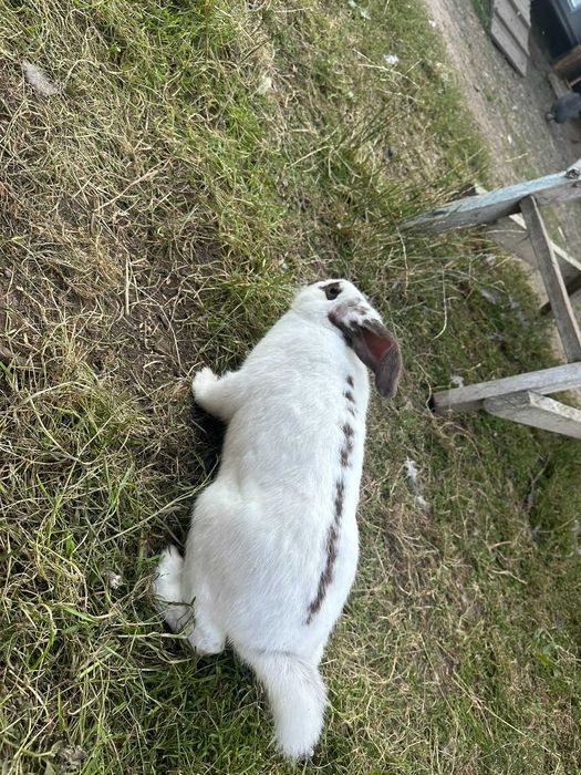 Sprzedam króliki – młode i dorosłe, samce i samice!