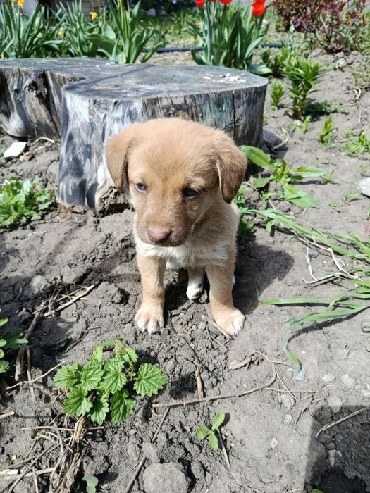 Безкоштовно цуценята