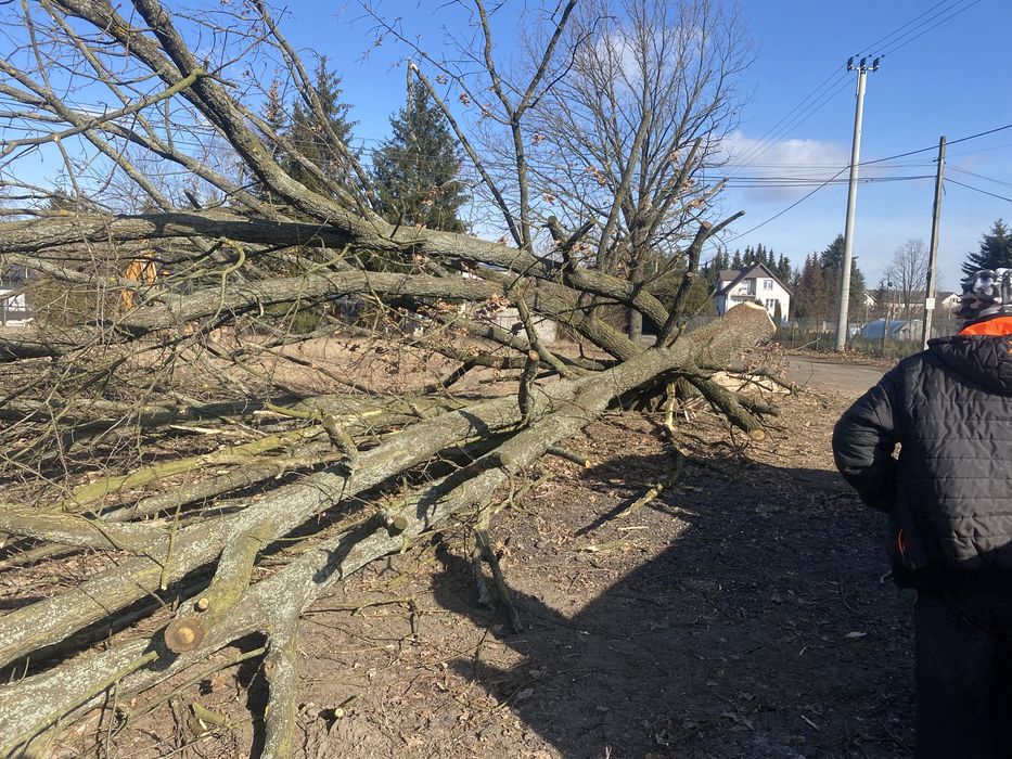 Wycinka drzew, sprzatanie terenu