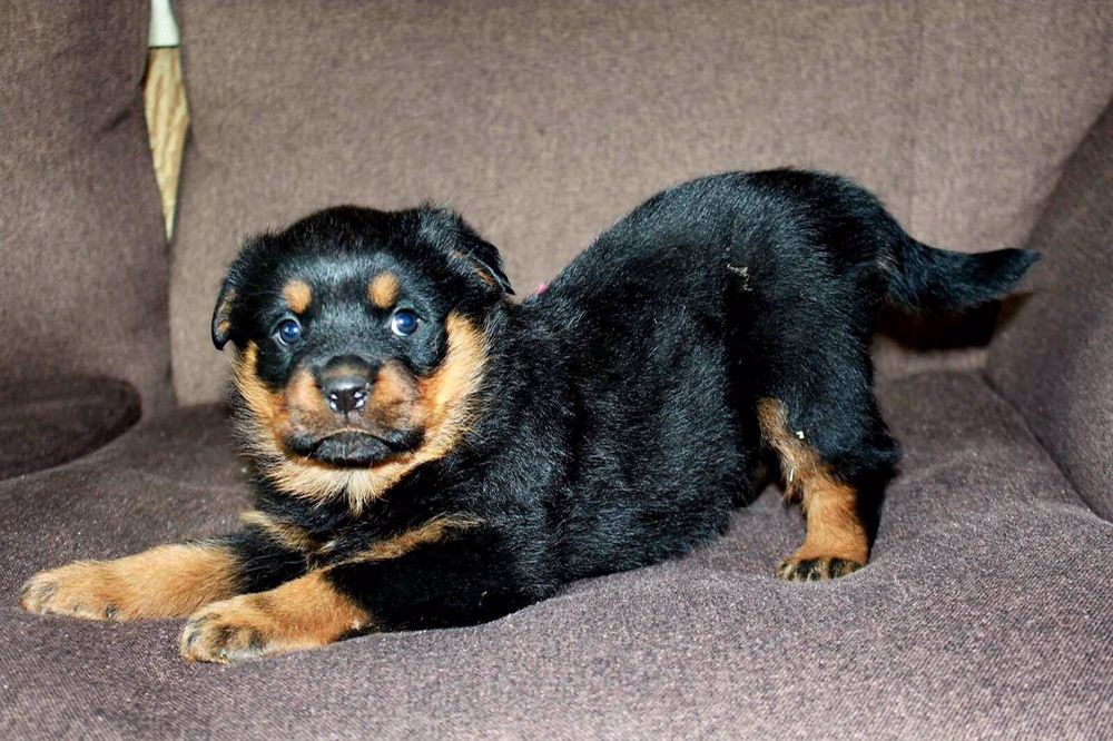 Щенки Породы Ротвейлер