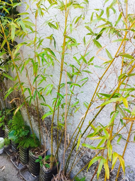 Canas de bambu - plantas em mudas