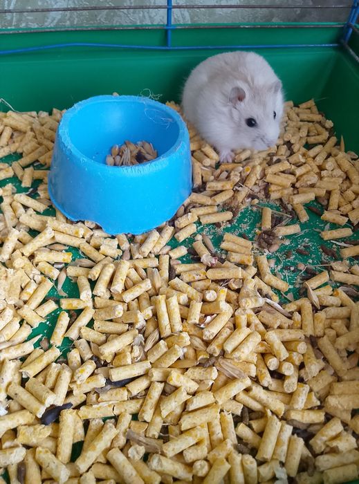 Джунгарский хомяк