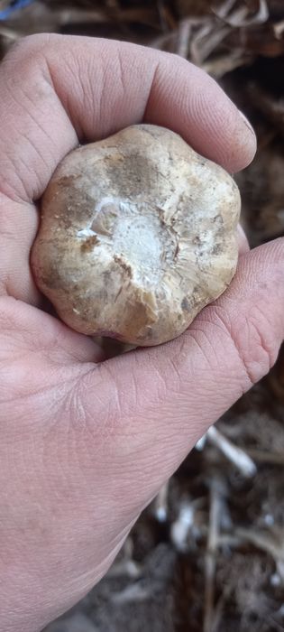 Czosnek zabki w kilogramach do sadzenia wiosna