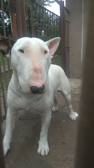 В'язка. Бультерєра