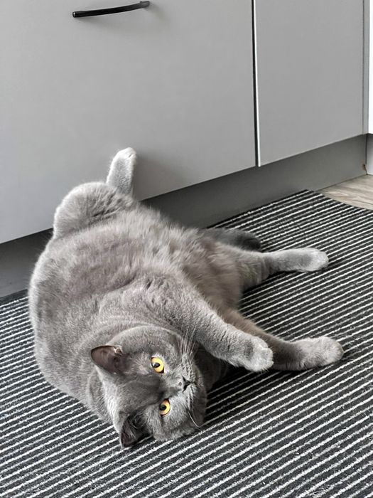 Віддам тільки в добрі руки!