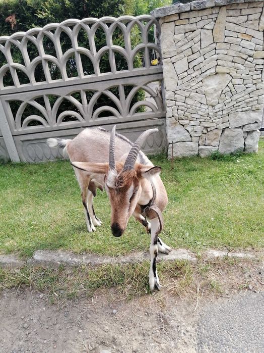 Koza młoda mleczna