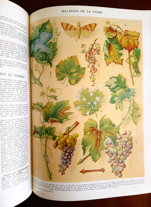 LAROUSSE AGRICOLE • 1952 • Edição Original Francesa • PEÇA RARA