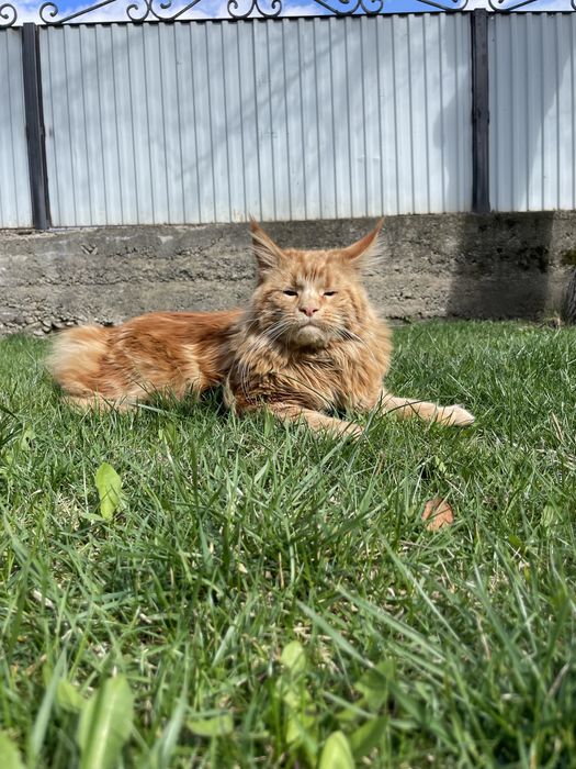 Кіт Мейн-кун в’язка