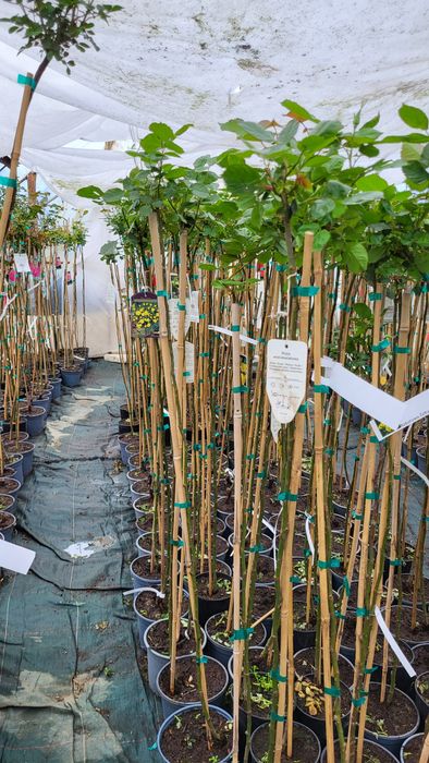 Róże sztamowe, róże pienne, róże na pniu w doniczkach