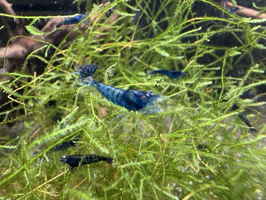Krewetki Blue Velvet, niebieskie