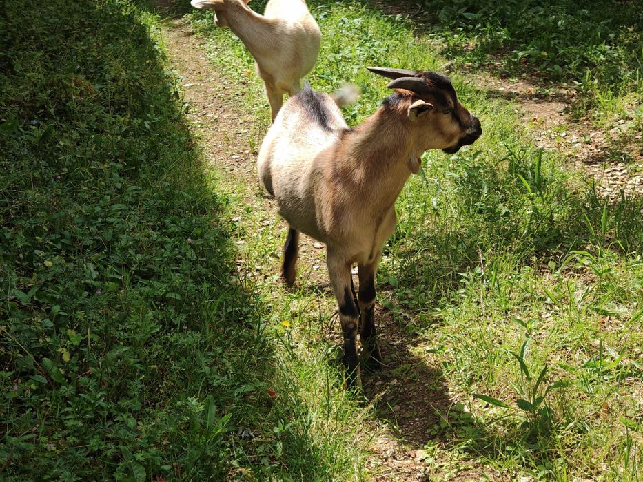 Vendo 1 cabrito nascido na primeira semana de janeiro