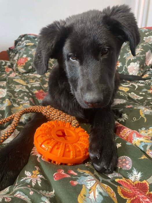 Szczeniak w typie Labradora ,szuka domu.