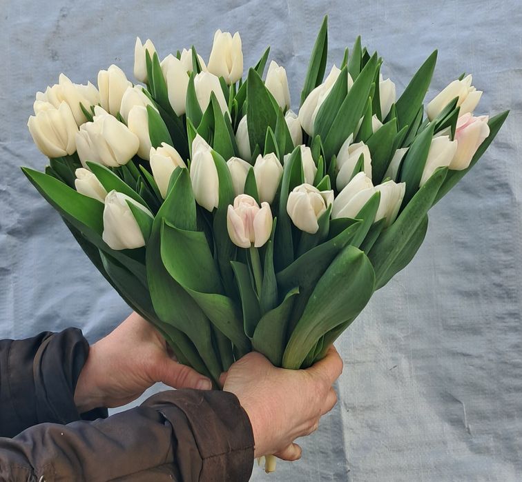 Тюльпаны!!! 51шт, 101шт,201шт,тюльпани,цветы,букеты,букети,квіти, тюль