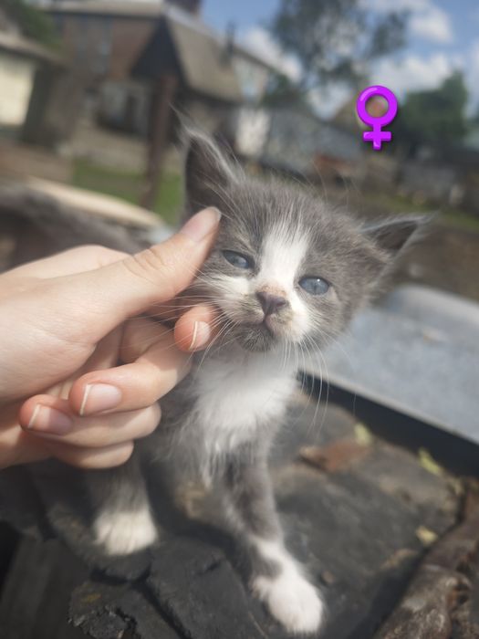 Кошенята в добрі руки