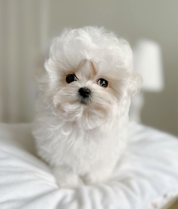 Ооочень сладная и кукольная малышка мальтезе- супер мини