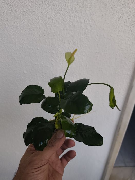 Anubias  excelente qualidade