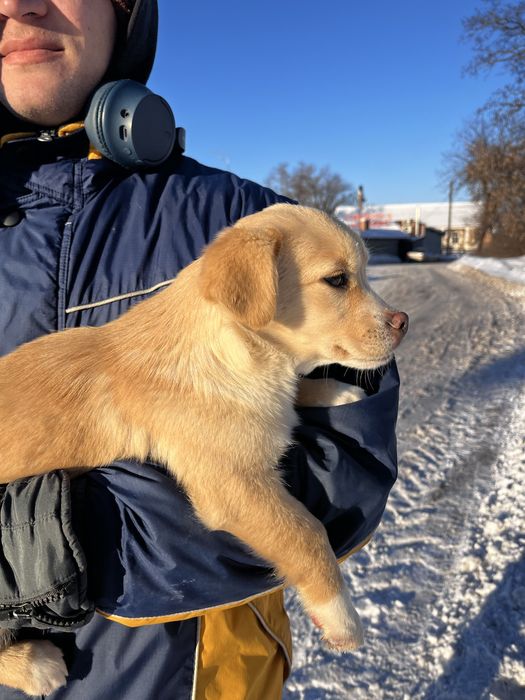 Віддам щеня у добрі руки