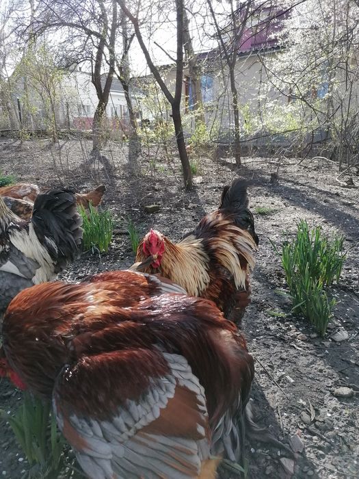 Півні породи Брама
