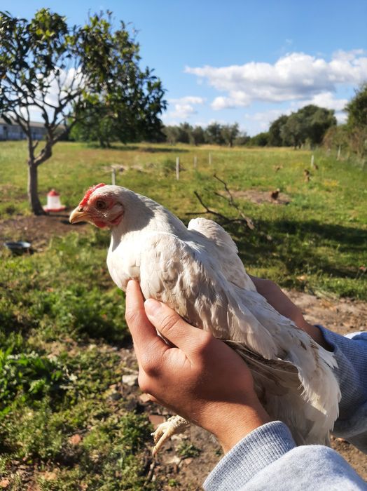 Serama  branca galinha
