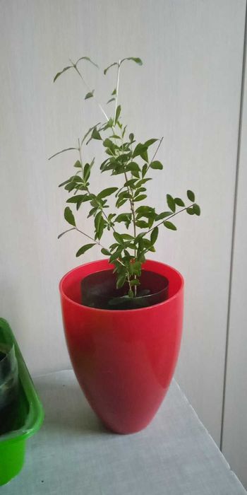 Саджанці граната кімнатного від 55 грн.(без врахування комісії)