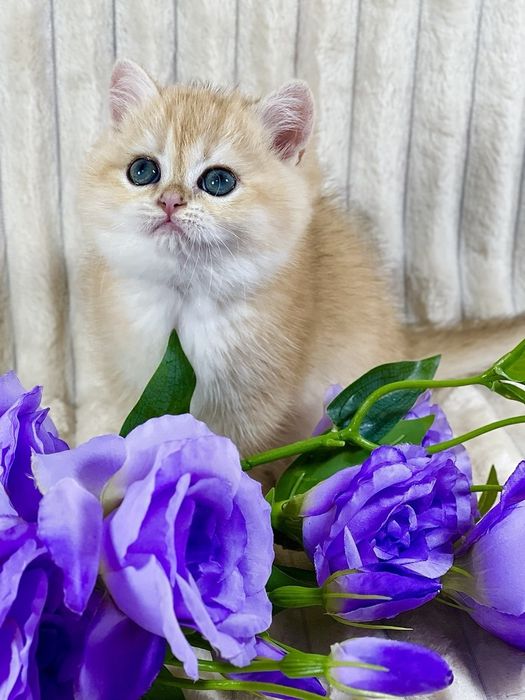 Золота шиншила клубне кошеня