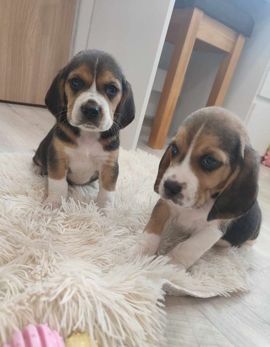 Suczka Beagle gotowa do odbioru