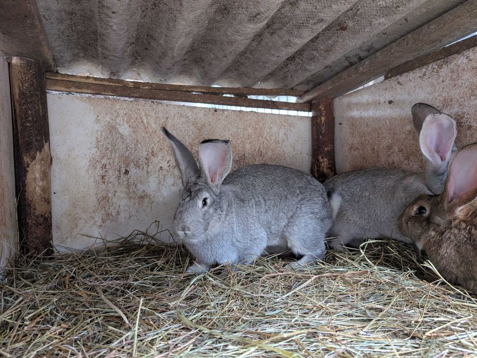 Króliki Samice Młode