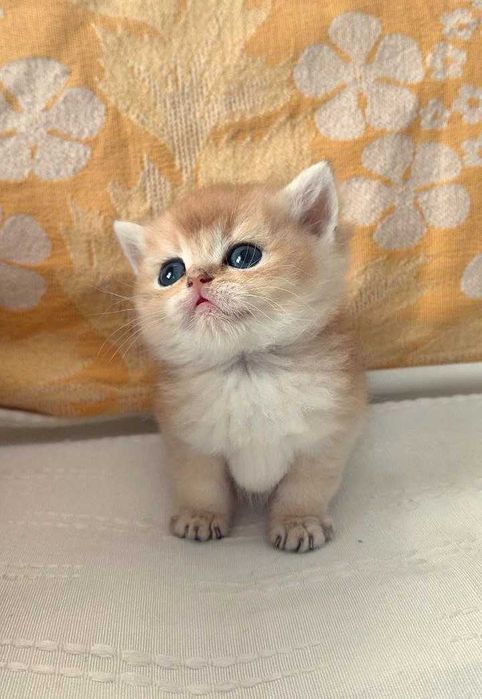 Шотландские котята (ЗОЛОТАЯ ШИНШИЛЛА)
