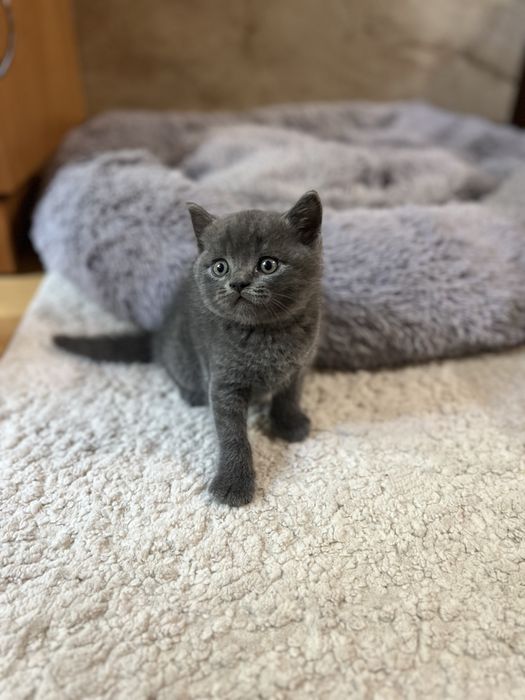 Британське кошеня