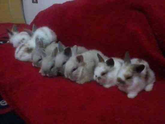 Vendo coelhos anões mini holandês