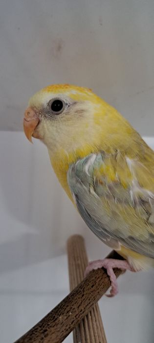 Red rumped várias mutações 2026