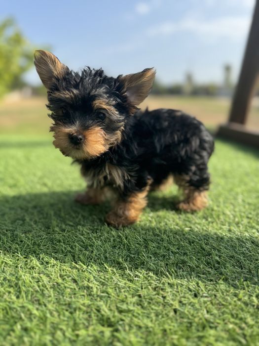 Yorkshirer  linha Russa