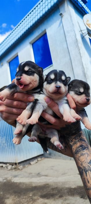 Сибірський хаскі