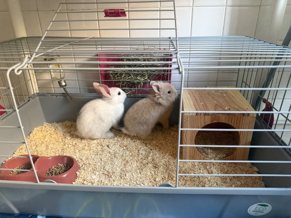 Vende-se dois coelhos machos filhotes