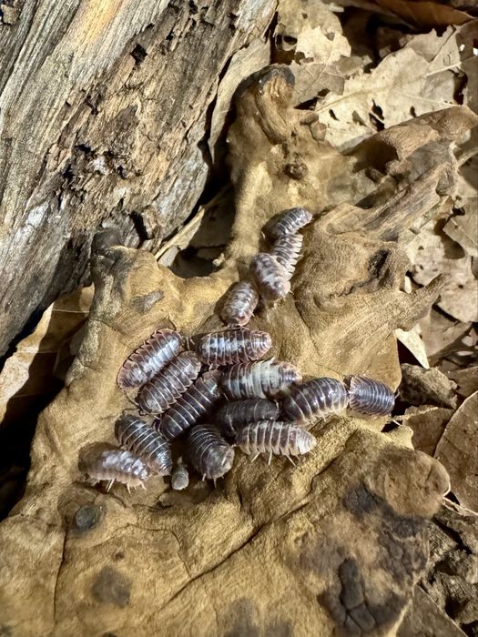 Armadillidium kulig skeleton, isopody 20 szt.