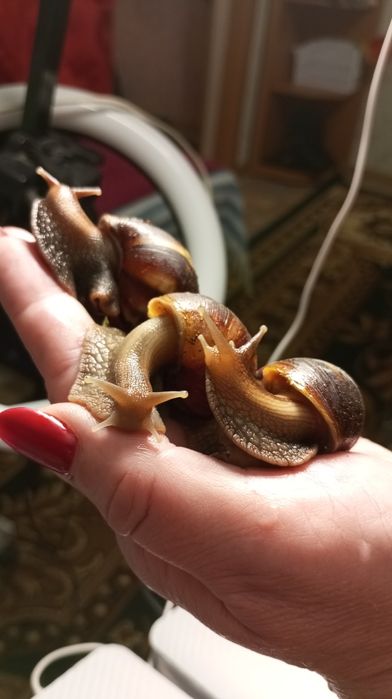 Ахатина Фуліка стандарт