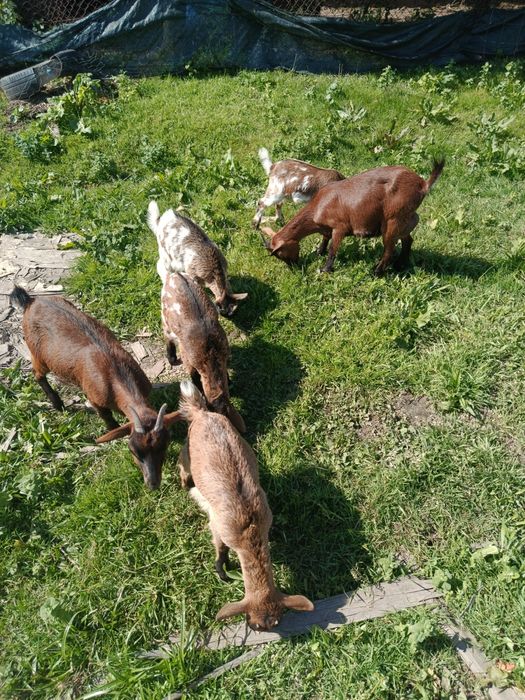 Cabras anãs 2/3 meses