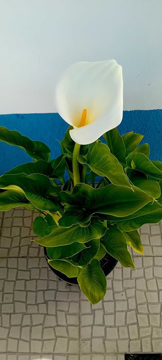 Planta jarro branco lirio calla, zantedeshia