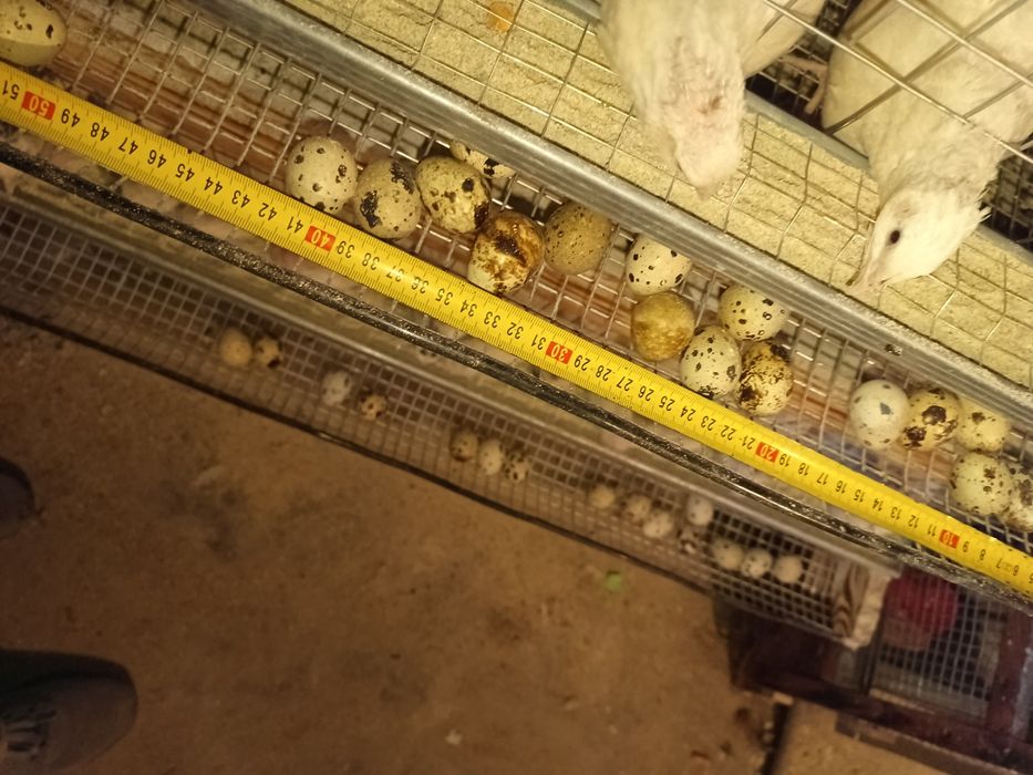 Інкубаційне яйцо Техасець білий