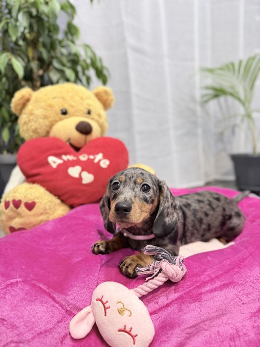 Teckel menina Arlequim com Lop (pedigree)